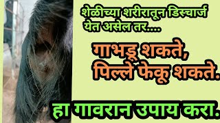 शेळीच्या शरीरातील हिट कशी संतुलित करावी? | गावरान उपाय #Shelipalan #शेळीपालन