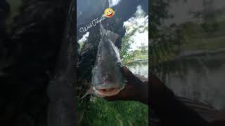 Wild Tilapia caught in South Florida.