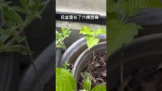 花盆里冒出的应该是六棵西梅。#satisfying #shot #温哥华 #加拿大 #分享生活 #西梅#花盆