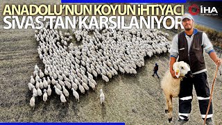 Anadolu'nun Koyun İhtiyacı Sivas'tan!