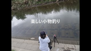 坂戸市飯盛川で楽しい小物釣り【坂戸市】☆smallfishing in Saitama  Japan☆