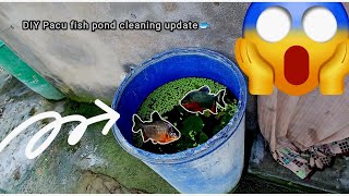 Pacu fish pond cleaning 🧹 update please support This chenal @exploringassamandfishing9126