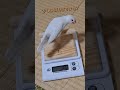 【クリーム文鳥の体重測定】 クリーム文鳥のもかちゃん shorts 鳥