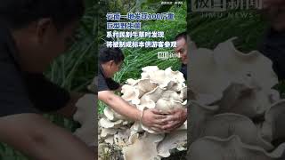 云南一地村民割牛草时发现巨型野生菌，名为巨大口蘑，是世界上最大的食用菌之一