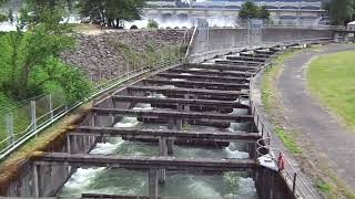 Beautiful Fish Ladder at Bonneville Dam - Columbia River Oregon - Spring 2012
