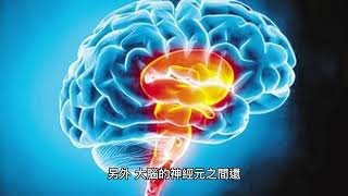 記憶與學習：大腦的神秘運作方式