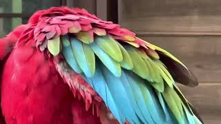 #鳥類　#ベニコンゴウインコ　#red-and-green macaw   #多摩動物公園　#東京都日野市　2022.10. 3