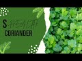 The Surprising Health Benefits of Coriander