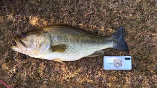 A big bass bite in NC バス釣りin アメリカノースカロライナ州