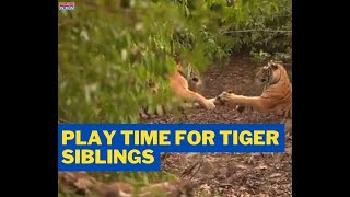 Video Shared By IFS Shows Two Tigers Playing Together At MP Tiger Foundation #shorts