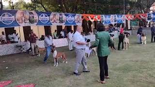 Kennel Club of Mahakaushal | JABALPUR | 17th \u0026 18th All Breed Championship Dog Show | 16th Oct 2022