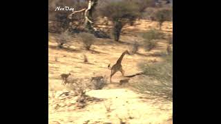 Giraffe Outwits Lions in Great Escape