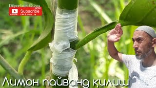 Лимон кўчатига апельсин пиндигини пайвандлаш