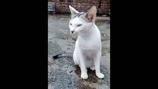 Cat_videos#cat #cat_sound#viral #shorts #status #funny #cute