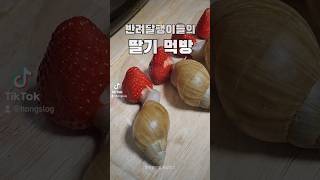 달팽이 딸기먹방 (달팽이가 좋아하는 음식 추천해주세요)