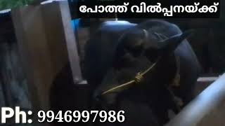 പോത്ത് വിൽപ്പനയ്ക്ക് /bafallo for sale/poth vilppanaykku/ പോത്ത് വാങ്ങാൻ /poth vangan  /#poth