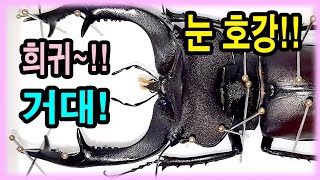 최고의 곤충표본들이 만천곤충박물관을 방문했습니다! 구독자 표본자랑 = 희귀하고 거대하고 환타스틱합니다!