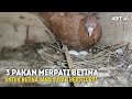 3 Pakan Merpati Betina Agar Rajin Bertelur!!