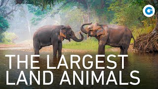 Elephants: Lives of Towering Giants | Full Documentary