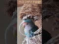 ［ウロコインコ　コザクラインコ］こんな風に威嚇していたのに…急激に距離を縮めたインコたちの軌跡season1〜10日前 〜　 greencheekconure lovebirds parakeet