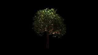 Orange tree growing 3d animation/ GrowFX