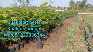 Jual Bibit Pete