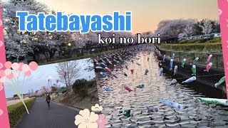 CHERRY BLOSSOM🌸koi nobori さくら館林市 #4k #japan