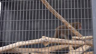 ニホンザルの「らっきー」くん　三島楽寿園　Japanese macaque　00005