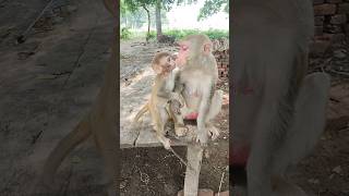 monkey and baby🥰#maa love♥️#like#maa#youtubeshorts