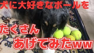 たくさんボール使って犬と遊ぶ【ダックスフンドミックス犬くう】