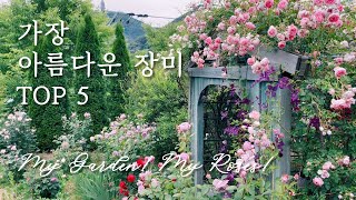 이 장미들은 꼭 키워보세요 | 추운지역에서도 정말 아름답게 피는 장미들