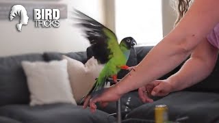 How to Bond With Your Wild Nanday Conure | Sebastian the Nanday Conure