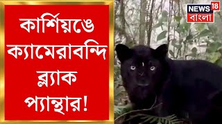 Kurseong এ ক্যামেরাবন্দি Black Panther! চিমনি থেকে বগোরা যাওয়ার রাস্তায়  Black Panther এর দর্শন