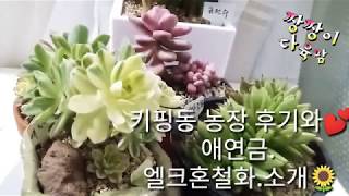 키핑동 농장 후기💕 와 애연금.엘크론철화.소개 키우기 🌻💐