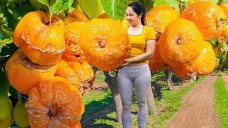 Genius Girl Harvesting Giant Soapberry \u0026 Go to Market Sell | famous fruit in australia