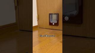 誰が来るかな〜❓🐱　#保護猫　#ねこ #shorts #cat #apt #猫動画