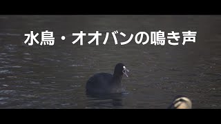 鳥 オオバンの鳴き声 2023年12月10日撮影