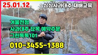 250112 싱싱 사과대추 재배교육  #사과대추겨울전정  #사과대추동해 #사과대추묘목 #사과대추그린톡톡101