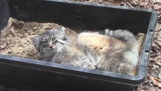 砂箱でくつろぐマヌルネコ「ロータス」（埼玉県こども動物自然公園）Pallas's Cat [ Lotus ]