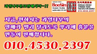 과일나무 분묘로 심으면 수확이 빨라요. 유실수의 여러 수종을 뿌리에 흙이 달린 분묘, 주문하시면 만들어 드립니다.