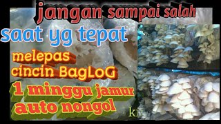 apakah cincin baglog perlu dilepas? kapan waktu melepas cincin baglog?