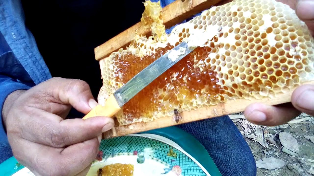 How To Harvest Honey From A Beehive Easily - YouTube