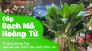 Cây Bạch Mã Hoàng Tử: Ý nghĩa phong thuỷ, hợp tuổi nào, mệnh nào, cách chăm sóc