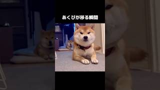 あくびが移る瞬間の柴犬達 #柴犬 #犬  #柴犬のいる暮らし