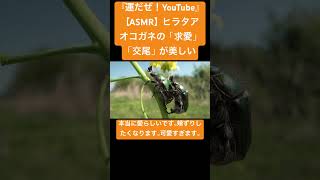 【ASMR】ヒラタアオコガネの「求愛」「交尾」の音が美しい #sdgs #bug #asmr #nature #虫の声 #insects #咀嚼音 #wildlife #交尾の音#mating