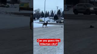 Deer walking through the city of Grande Prairie Alberta