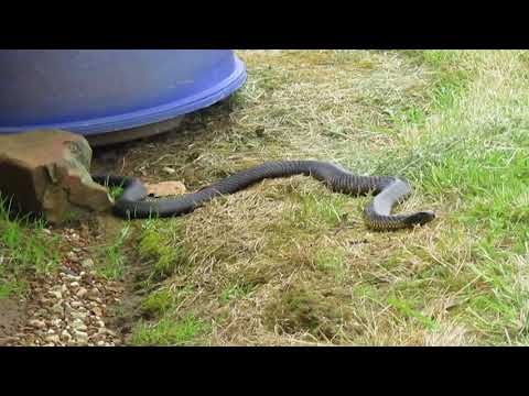 Does Tasmania have dangerous snakes?