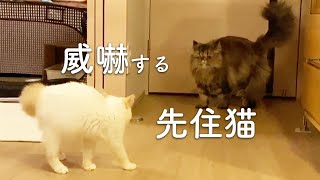 はまちとしらす。エキゾチックショートヘアの子猫とエキゾチックロングヘアの先住猫。