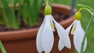 The Snowdrops of East Lambrook Manor Gardens, Nr Martock, Somerset, Southern England - February 2024