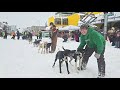 Live - Day #2 Fur Rondy Open World Campionship Sled Dog Footage #sleddogs #alaska #furrondy